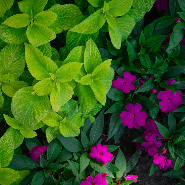 Flores