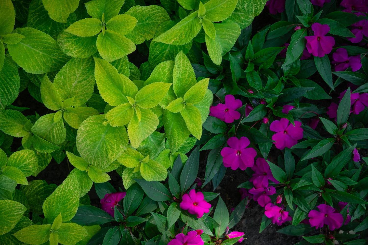 Flores